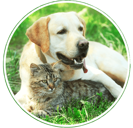 cane-gatto-life-azienda