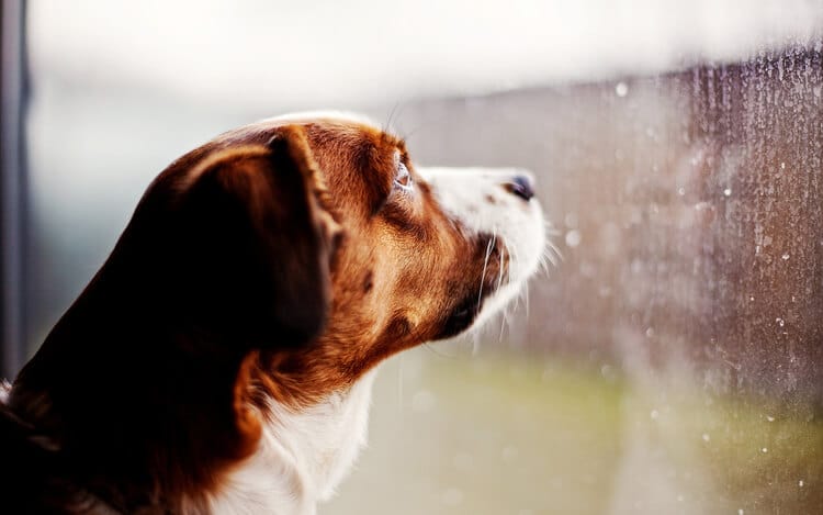 cane pioggia temporale