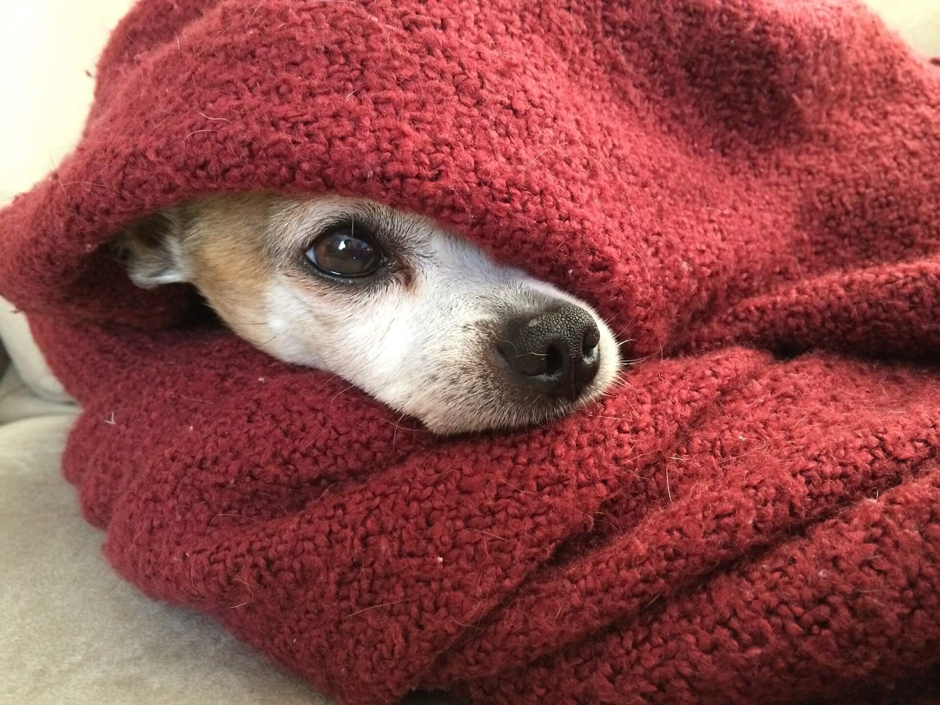 cane che ha paura del temporale