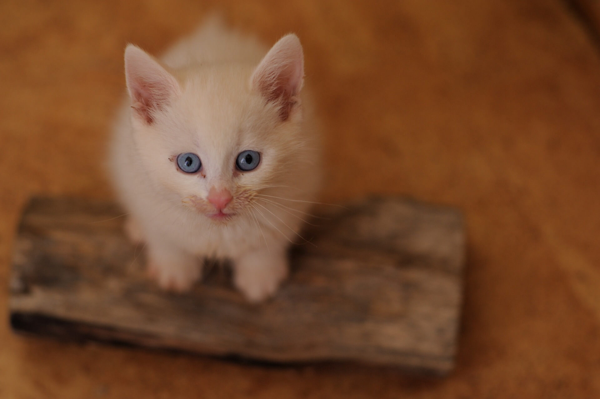 cucciolo gattino