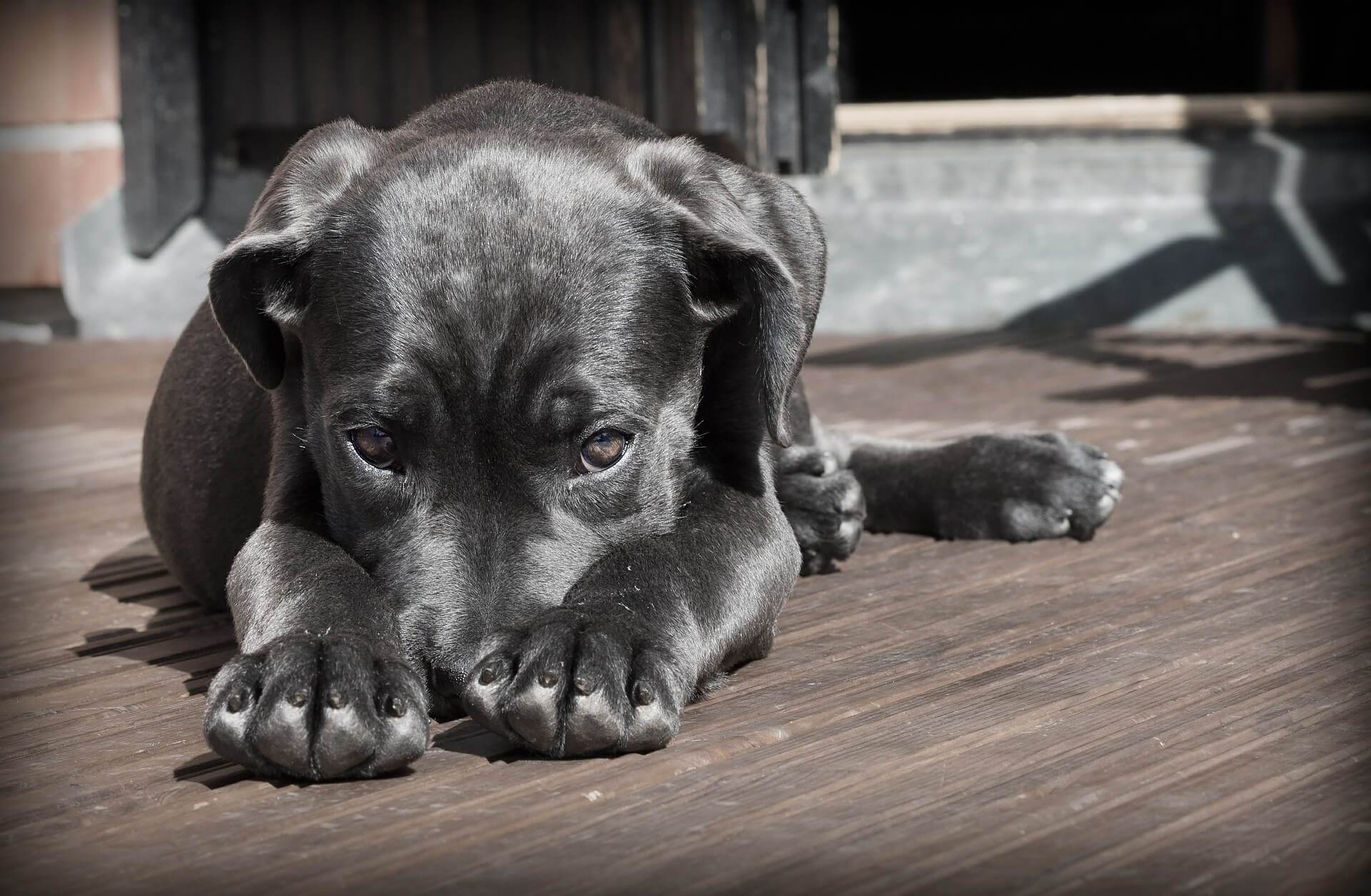 Ecco 7 paure e fobie più comuni nei cani
