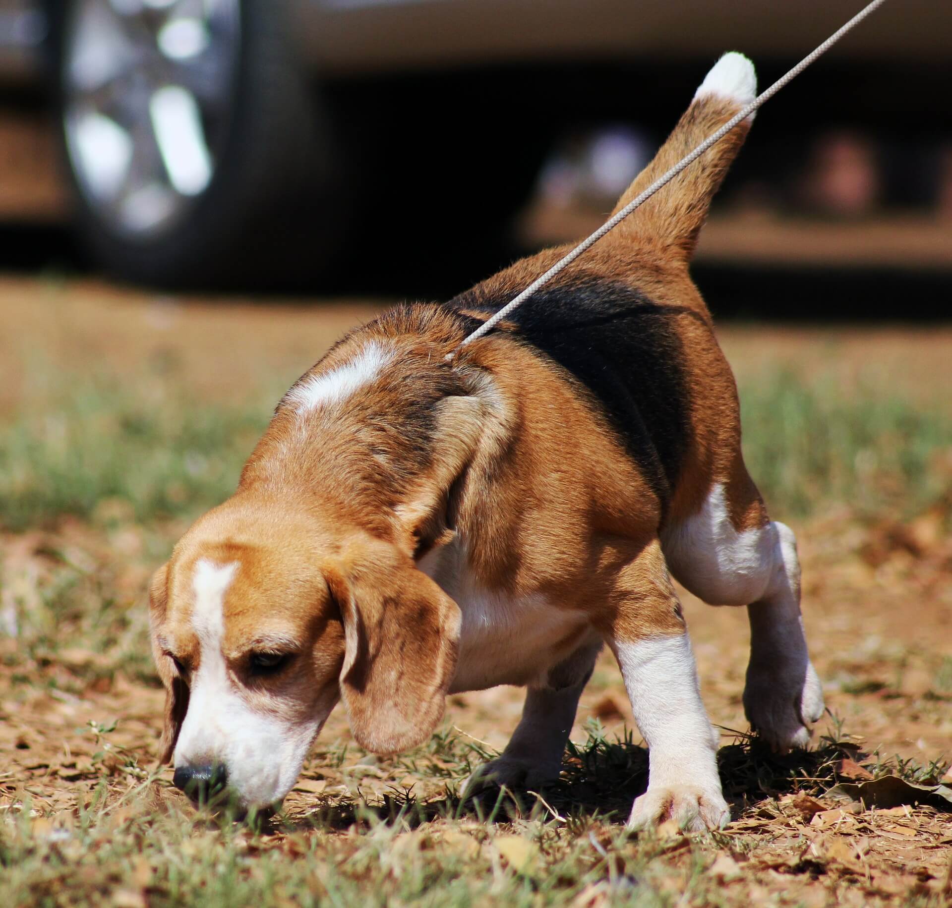 algunos perros tienen mejor sentido del olfato que otros