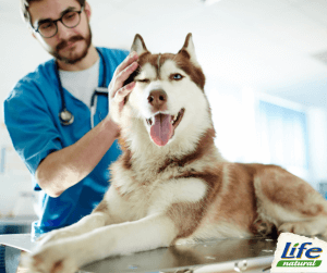 prevenire paura veterinario