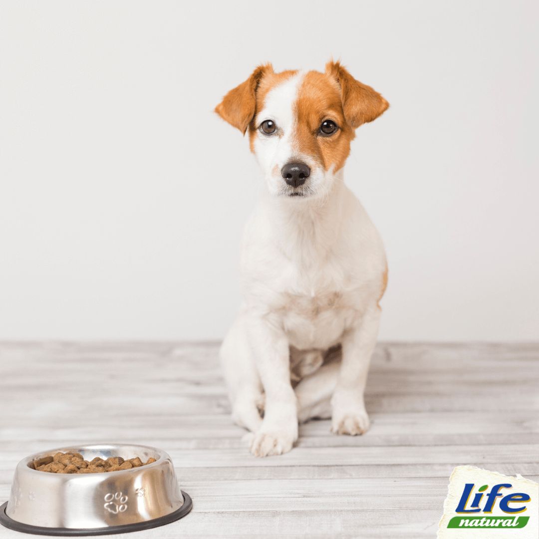 cane davantia alla ciotola aspetat cibo secco mescolato a cibo umido