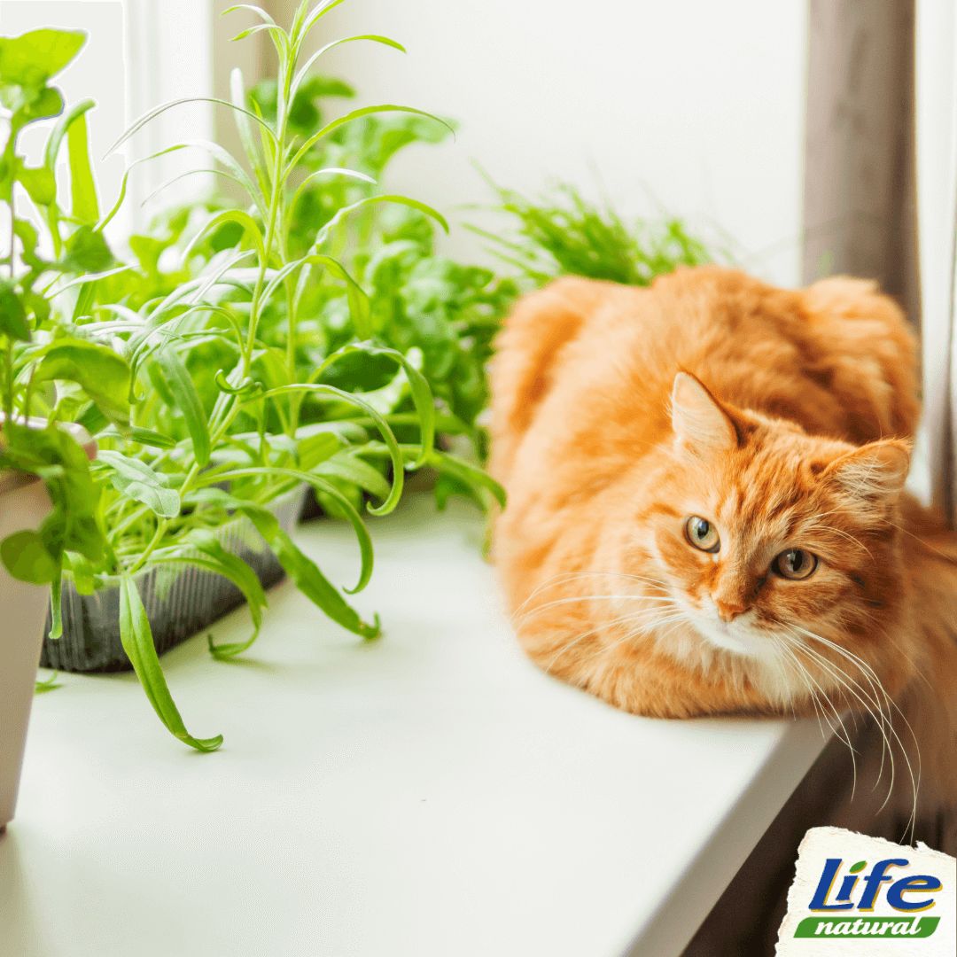 Natural cat care blog hot sale