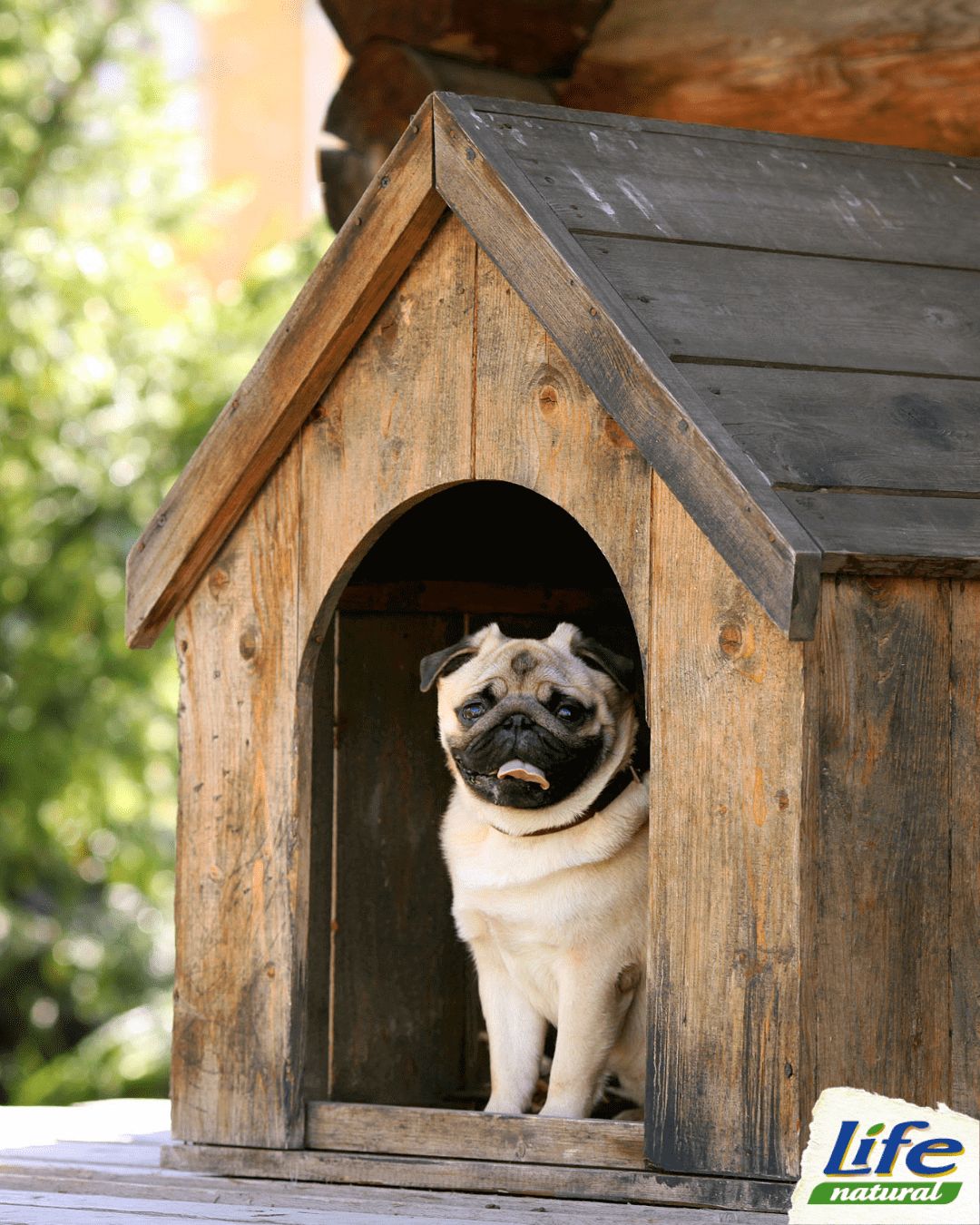 come riparare la cuccia dal caldo