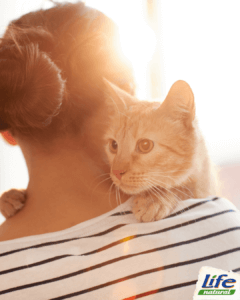 gatto amico dell'uomo, in braccio