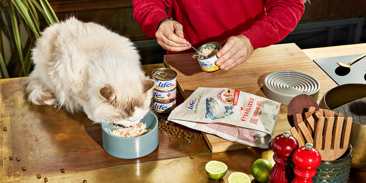 Gatto-tavolo-secco-+-umido