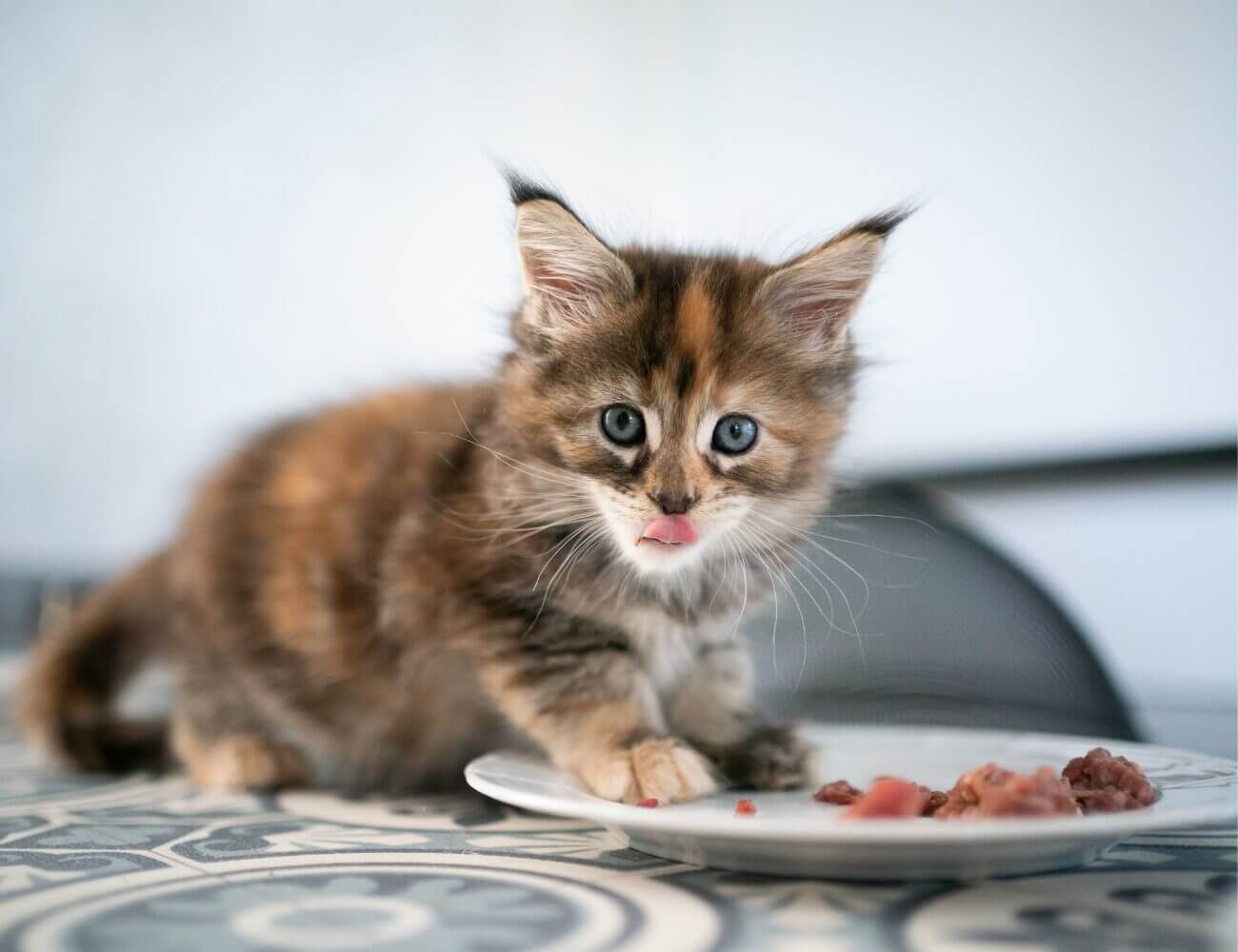 Cat eating kitten hotsell