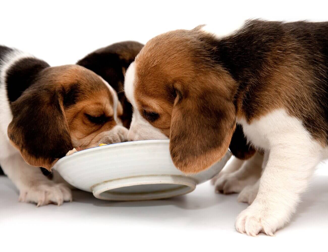 WHAT DO PUPPY DOGS EAT WHILE GROWING UP Life Natural