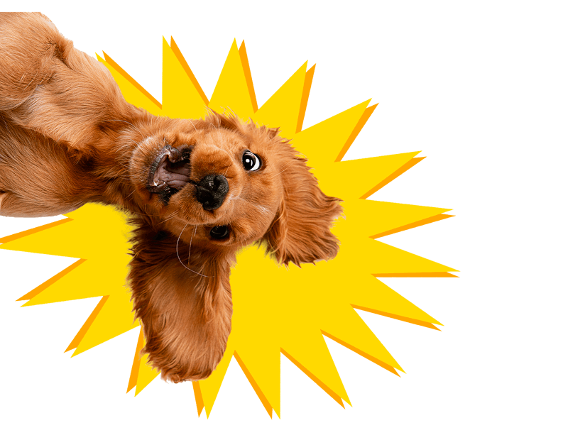 hai-un-cane-di-piccola-taglia_