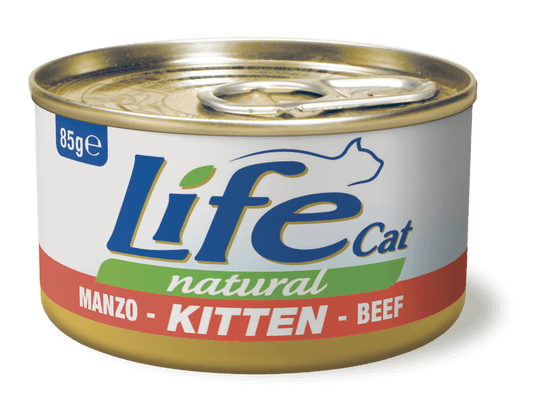 cat_kitten_manzo