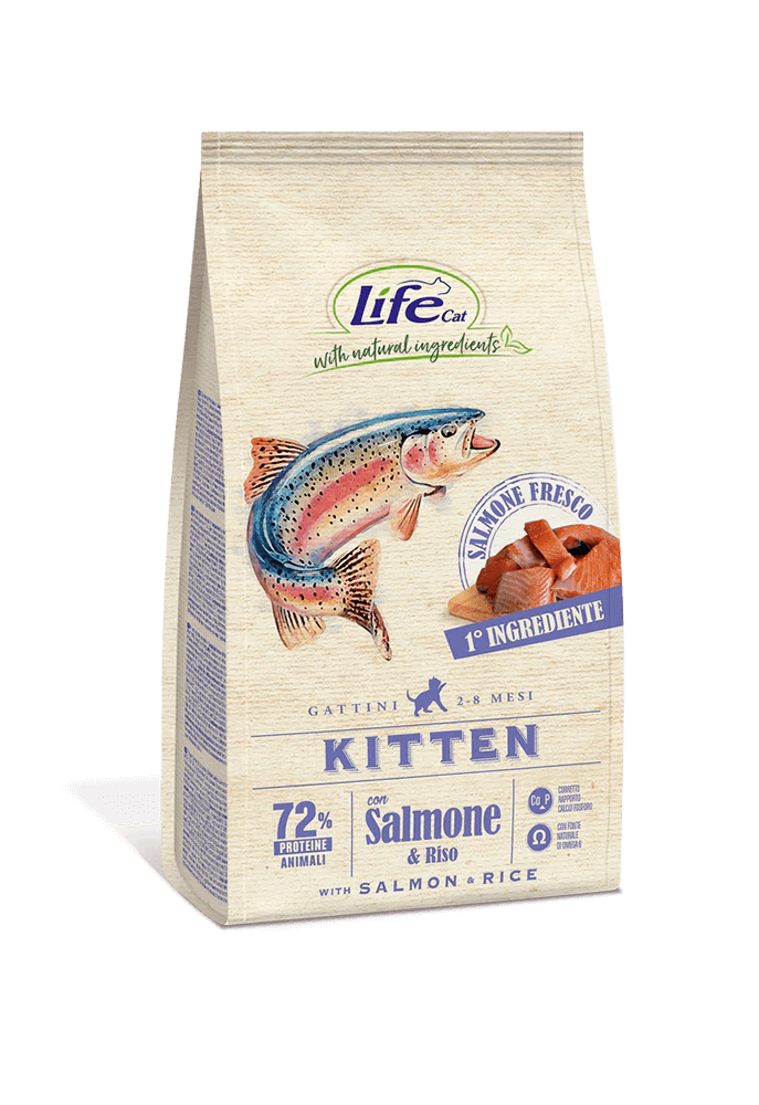 cat_sacco_kitten_salmone